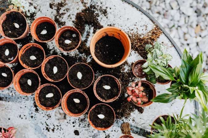Ini Dua Cara Menanam Benih Tanaman yang Mudah Dilakukan untuk Pemula