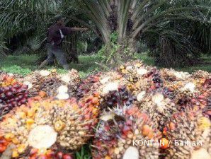 CPO anjlok di level terendah delapan bulan