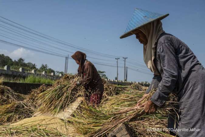 Harga Gabah di Atas HPP Capai Rp 7.500 per Kg, Ini Strategi Bulog Jaga Serapan Petani