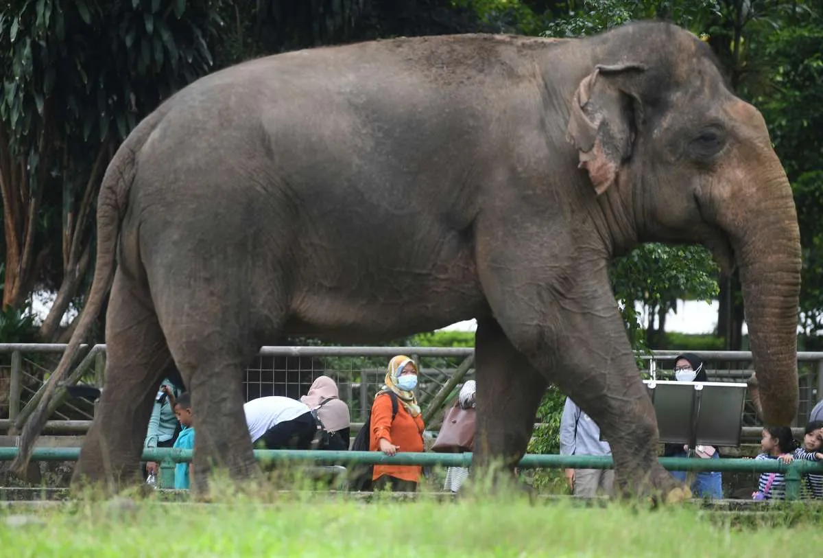 Libur Lebaran, Jalan di Sekitar Ragunan Macet Lebih dari 2 Km
