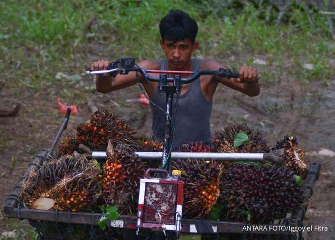 Cakupan BPDP Diperluas, Begini Harapan Pengusaha Sawit dan Kakao