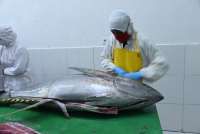 KKP Fasilitasi Tarif 0% Ekspor Tuna dan Cakalang Indonesia ke Pasar Jepang