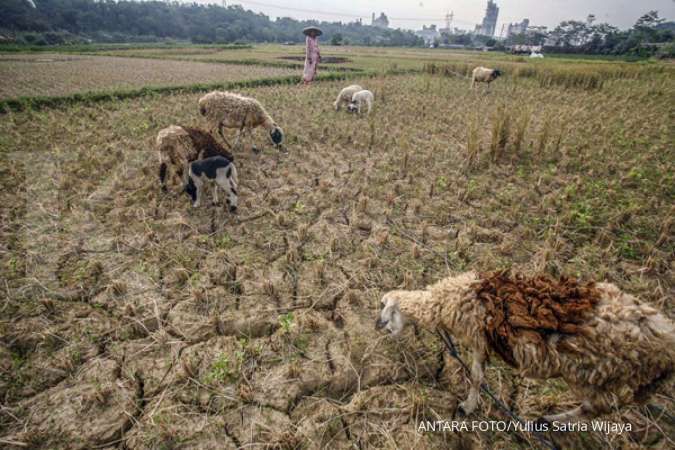 Antisipasi El Nino, Kementan Dorong Petani Tingkatkan Produktivitas
