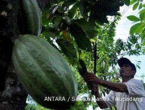 Produksi Kakao Minim, Suplai untuk Industri Seret