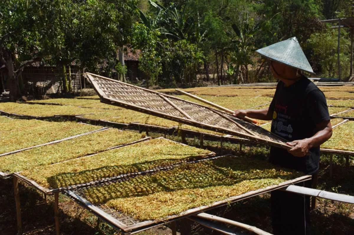 APTI sebut rencana kenaikan tarif cukai rokok 17% membuat petani makin sengsara