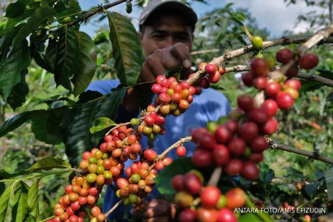 Harga Kopi Sentuh Rekor Tertinggi 50 Tahun, Konsumen Bakal Merogoh Kocek Lebih Dalam