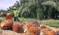 Tantangan Industri Sawit, Jamin Kesejahteraan Pekerja Hingga Hindari Pekerja Anak