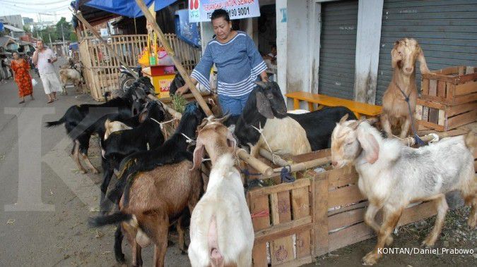 Berburu kambing di Kampung Bustaman (1)