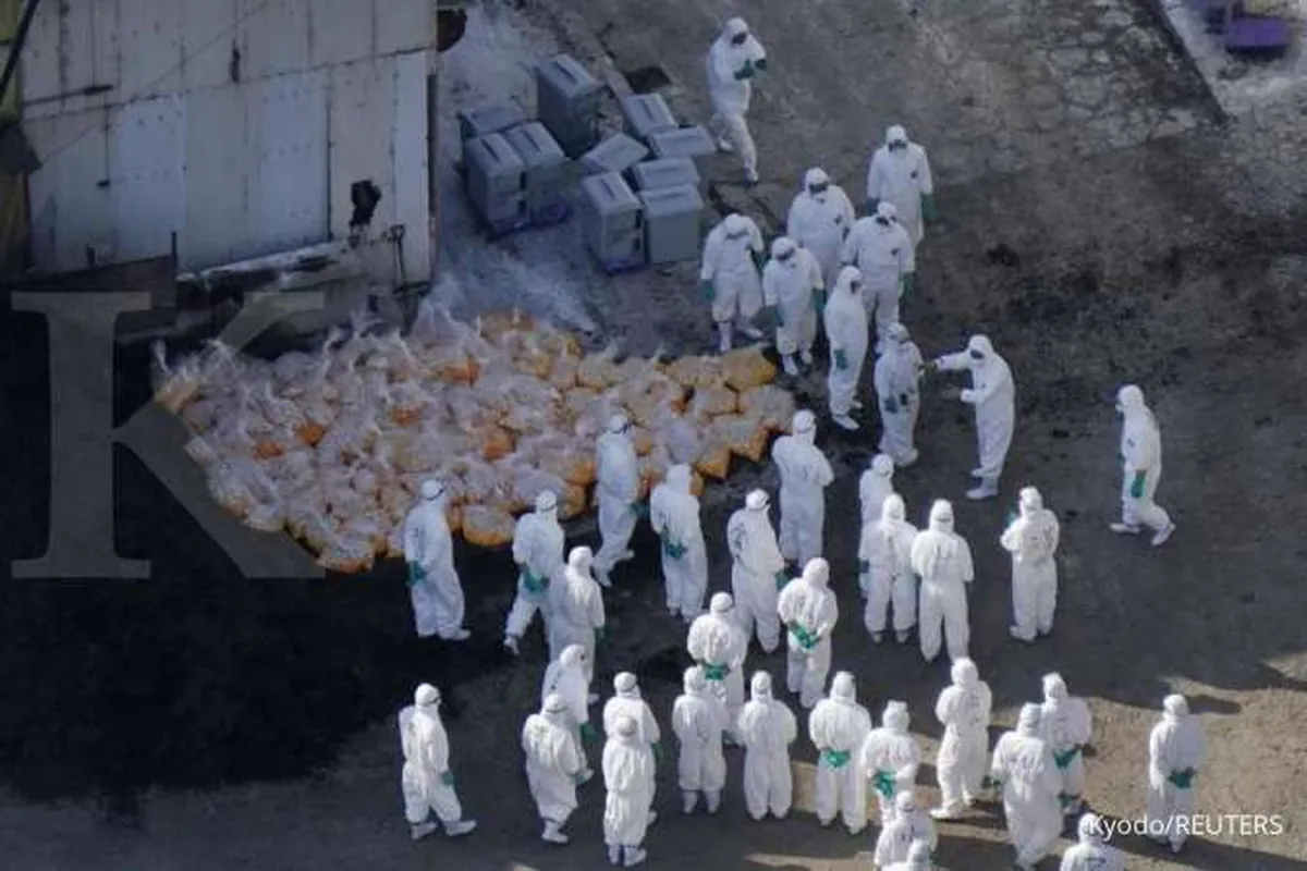 Flu Burung Ditemukan di China Barat, Peternak Unggas Waspada