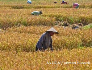 Paceklik, Harga Gabah Petani Terus Meningkat