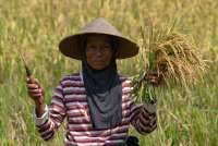Sebagian Gabah Petani Dibeli di Bawah Rp 6.500, SPI Beberkan Sebabnya