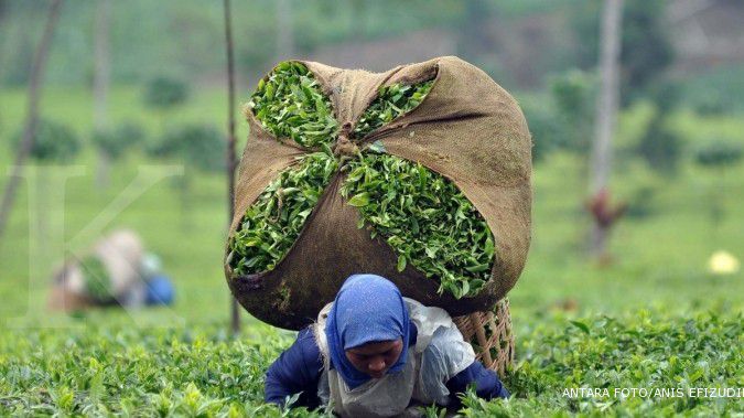 Mitra Kerinci patok produksi teh 5.000 ton