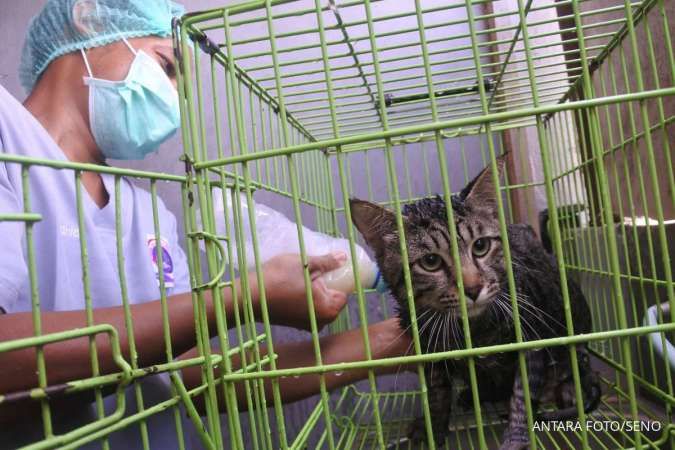 Steril Kucing Gratis Di Depok 6 Agustus 2025, Daftar Siang Ini Jam 11 Di Link Berikut