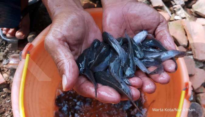 Tips Jitu Sukses Budidaya Ikan Lele Buat Pemula Agar Penen Bisa Melimpah
