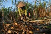 Pemerintah Bakal Turunkan Bunga KUR Petani Tebu Jadi 3%, Pengamat Beri Catatan Ini