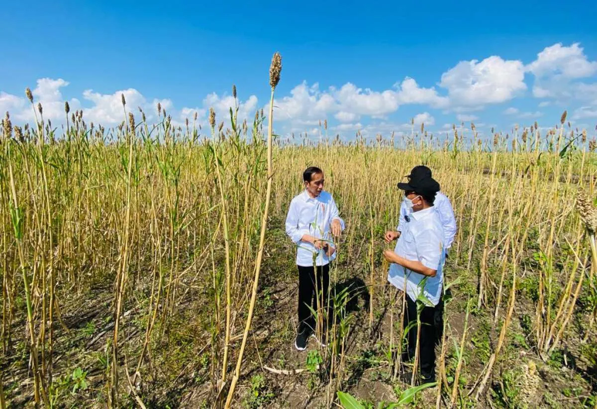 Jokowi Ingin Hilirisasi Sorgum, Apa Itu Sorgum? Ini Keunggulan & Kandungan Gizinya