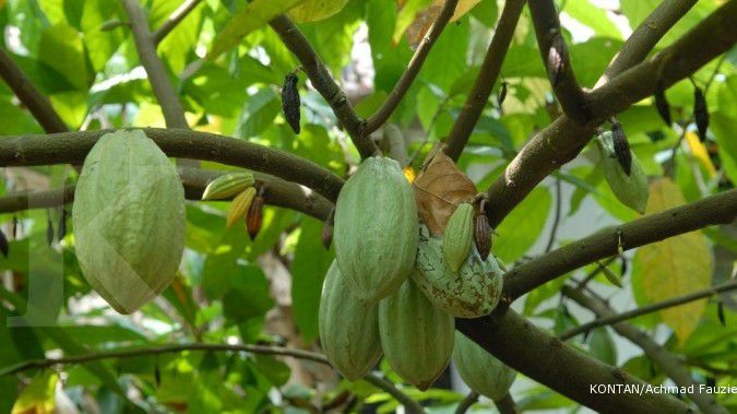April, pabrik biji kakao Kalla Group beroperasi