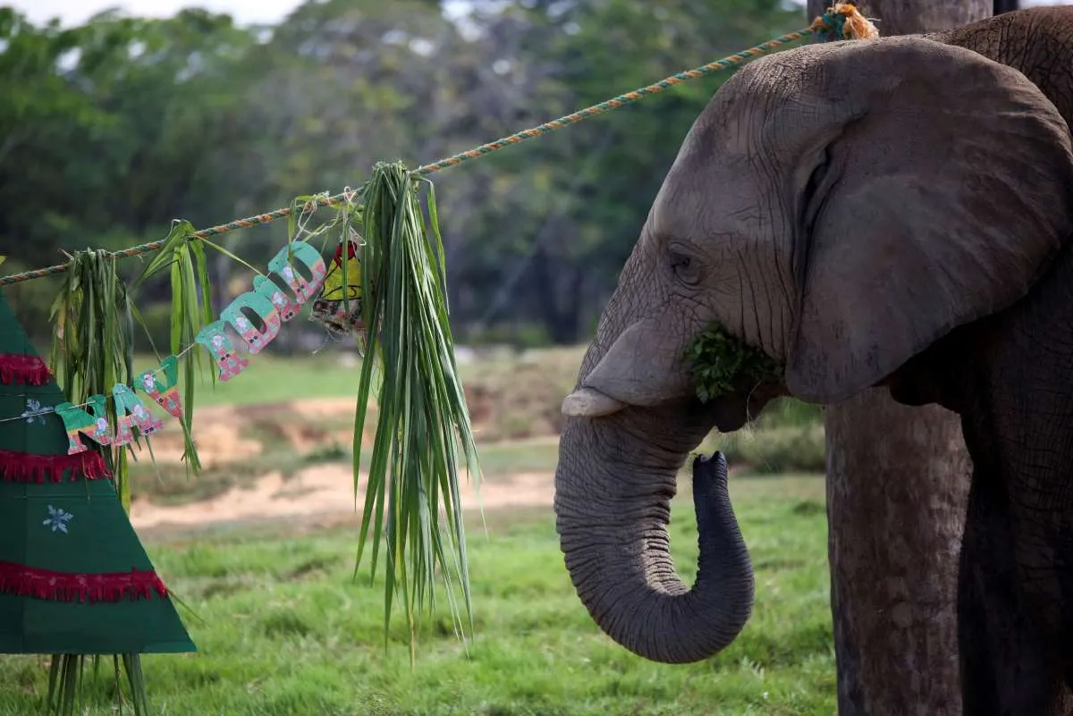Insiden Tragis: Tujuh Gajah Tewas Tertabrak Kereta Api di India