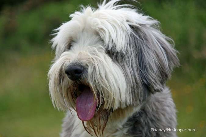 Anjing Mengalami Halitosis? Ketahui Lebih Banyak Tentang Kondisi Ini