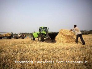 FAO revisi produksi gandum dunia