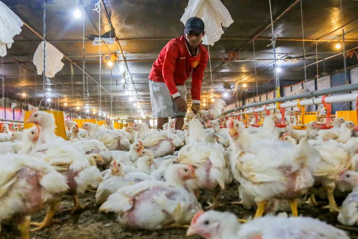 Oversupply dan Libur MBG Tekan Harga Ayam Hidup, Peternak Rugi Rp 12.000 per Ekor