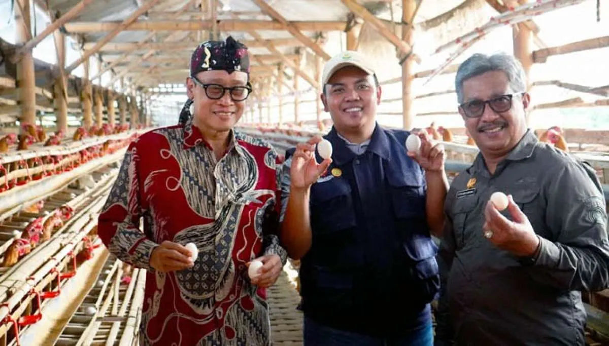 Punya Pasar Luas, Kementan Dukung Peternak Milenial yang Berternak Ayam Arab