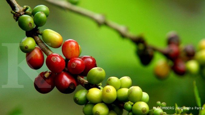 Harga kopi terasa kian mantab, mau tahu kenapa?