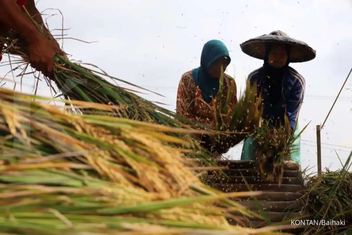 Bulog Wajib Serap Gabah Rp 6.500/kg, CELIOS Beri Catatan Ini