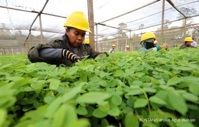 Biomasa Jaya Abadi Group Menggelar Penanaman Gamal di Lahan 5 Hektare