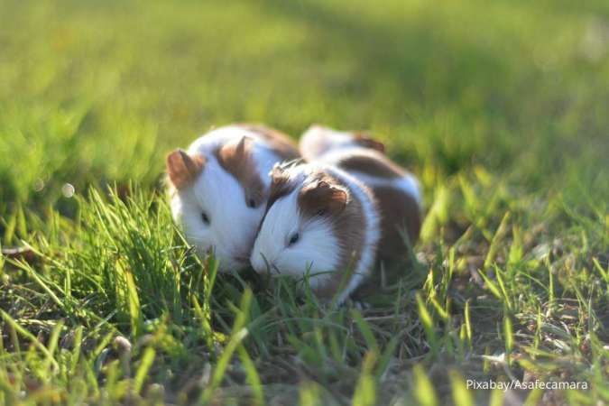 Hamster Tak Boleh Dimandikan Pakai Air, Begini Cara Membersihkannya
