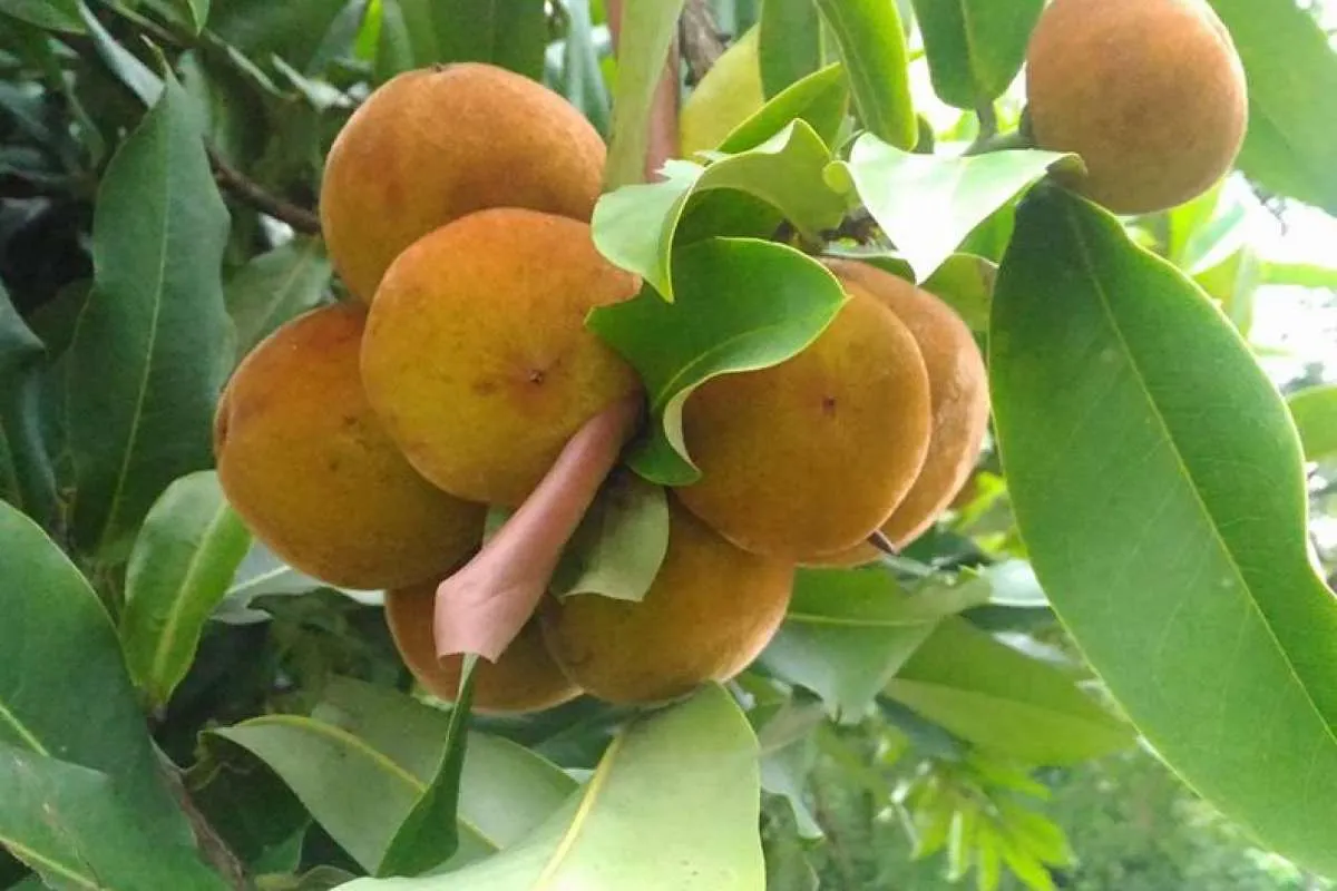 5 Manfaat Buah Bisbul Untuk Kesehatan yang Jarang Diketahui