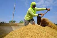 BPS Proyeksi Produksi Beras Q1 2026 Tembus 10,16 Juta Ton, Ini Faktor Pendorongnya