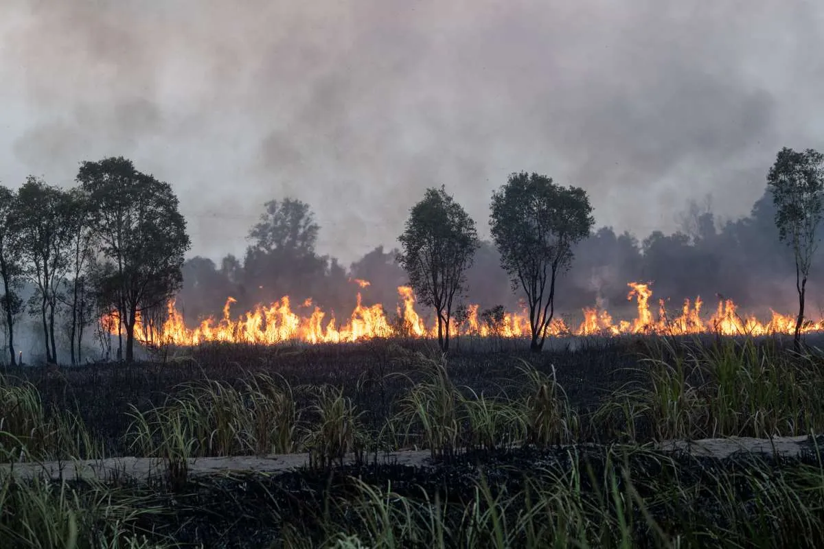 Karhutla Bakar 107.000 Hektare, Pemerintah Kerahkan 43 Helikopter