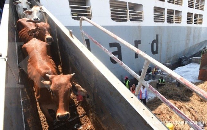 Impor sapi indukan kurang, ancam swasembada daging