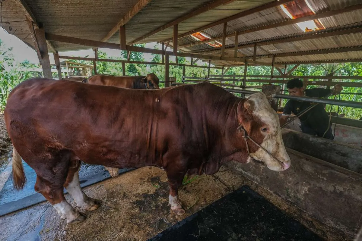 Gunakan APBN, Prabowo Kurban 1.098 Sapi, Simak Tips Simpan Daging Di Kulkas