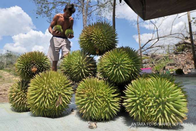 Menanti Kesepakatan Durian antara Malaysia dan China 