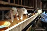 Kenali Ciri-Ciri Kambing Betina Sedang Birahi Sebelum Dikawinkan