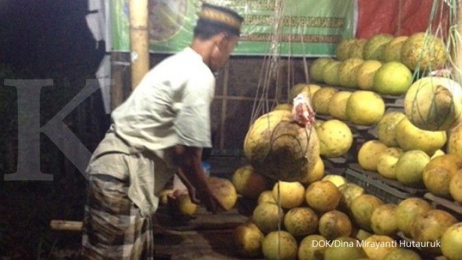 Memetik jeruk jumbo di Sulawesi Selatan (1)