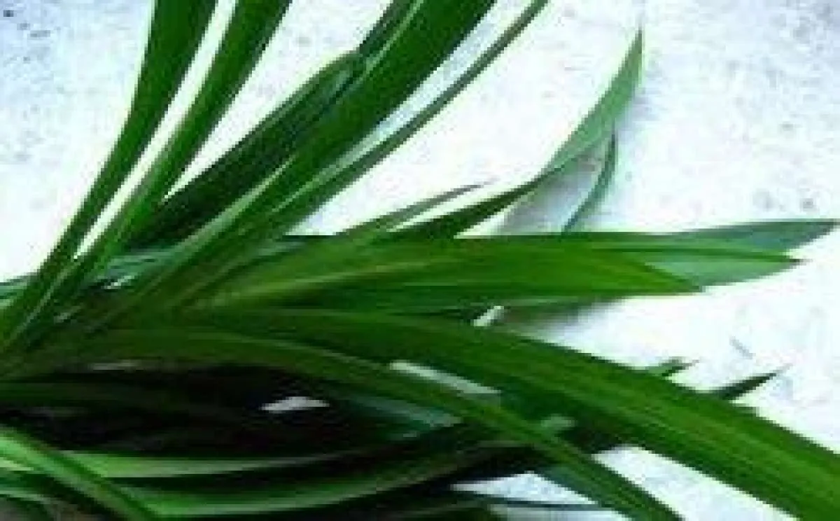 6 Manfaat daun suji untuk kesehatan yang belum banyak diketahui