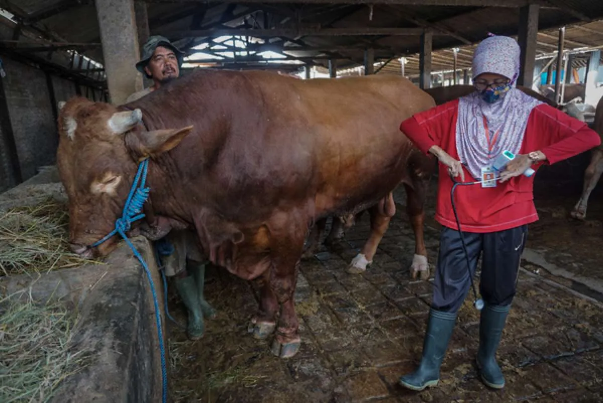 Jokowi Salurkan Sapi Kurban di 34 Provinsi, Sapi Terbesar Berada di Provinsi NTB