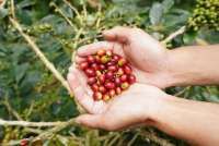 BCA Bantu Revitalisasi & Panen Raya, Produksi Petani Kopi Cikoneng Bogor Melejit 350%