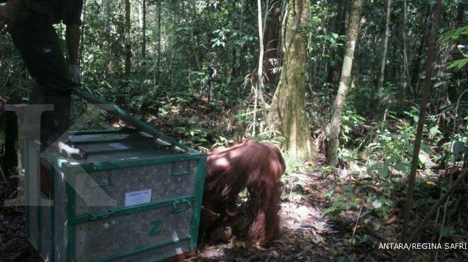 BOSF releases orangutans to natural habitats