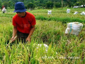 La Nina Tak Ganggu Produksi Beras