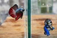 Warna-warni cuan dari budidaya ikan cupang