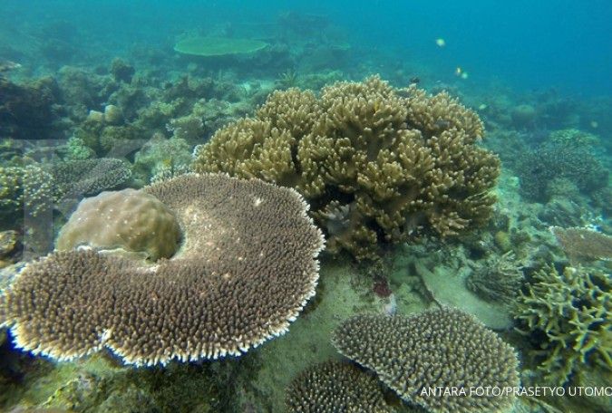 Banyak terumbu karang rusak, produksi ikan menurun
