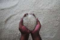 Harga Pangan Dunia Selain Beras dan Gula Dalam Tren Melemah 