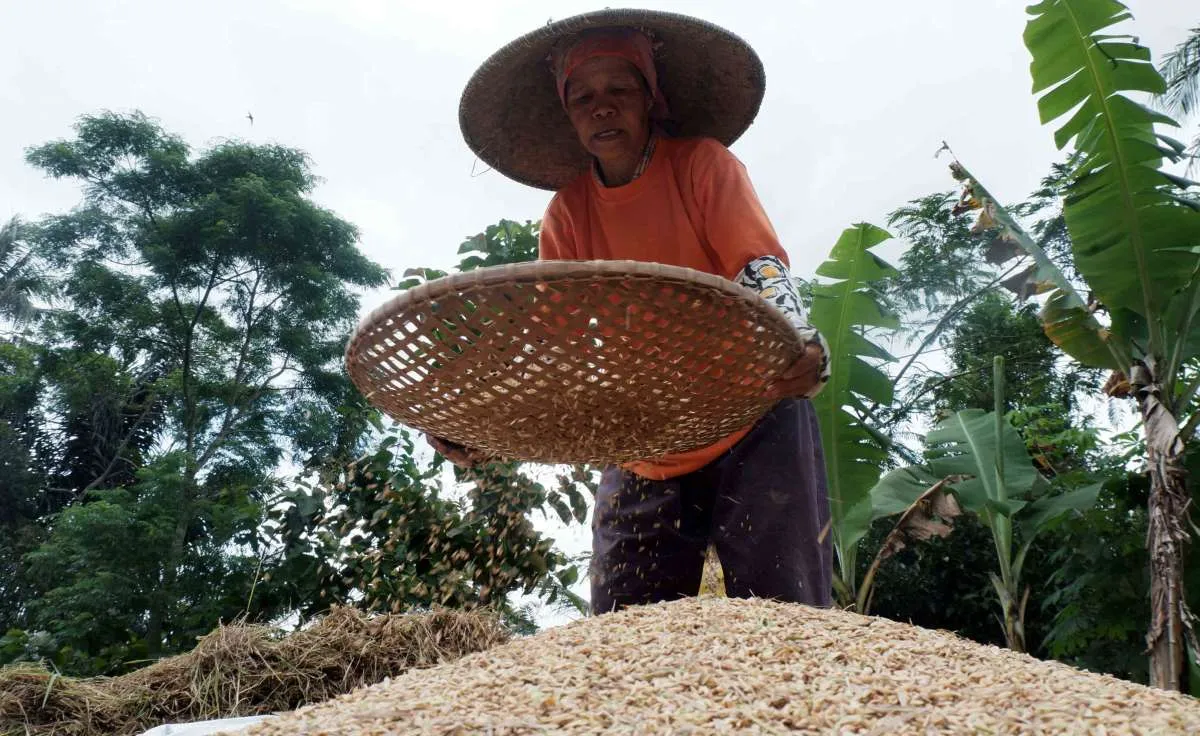 El Nino Diprediksi Berdampak Signifikan pada Industri Asuransi Pertanian 