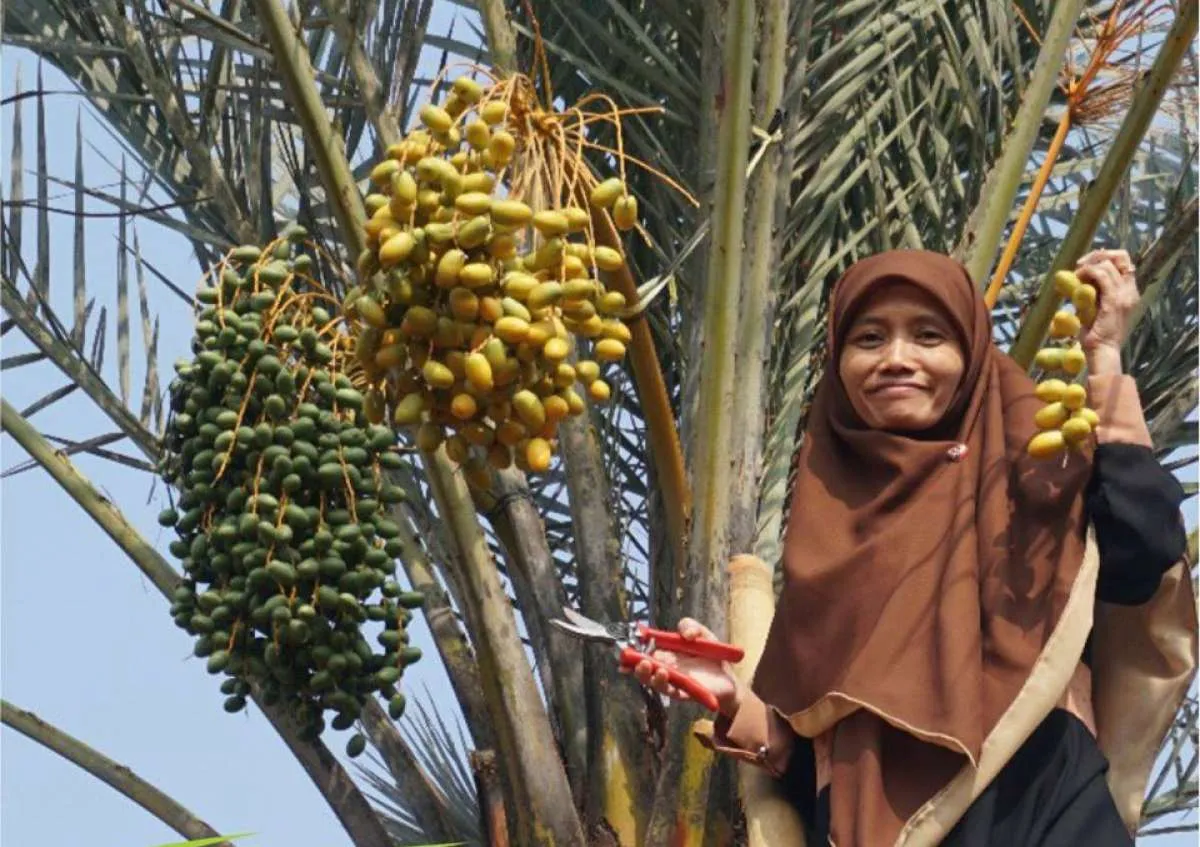 Belajar dari Kampoeng Kurma, pahami investasi sektor agribisnis 