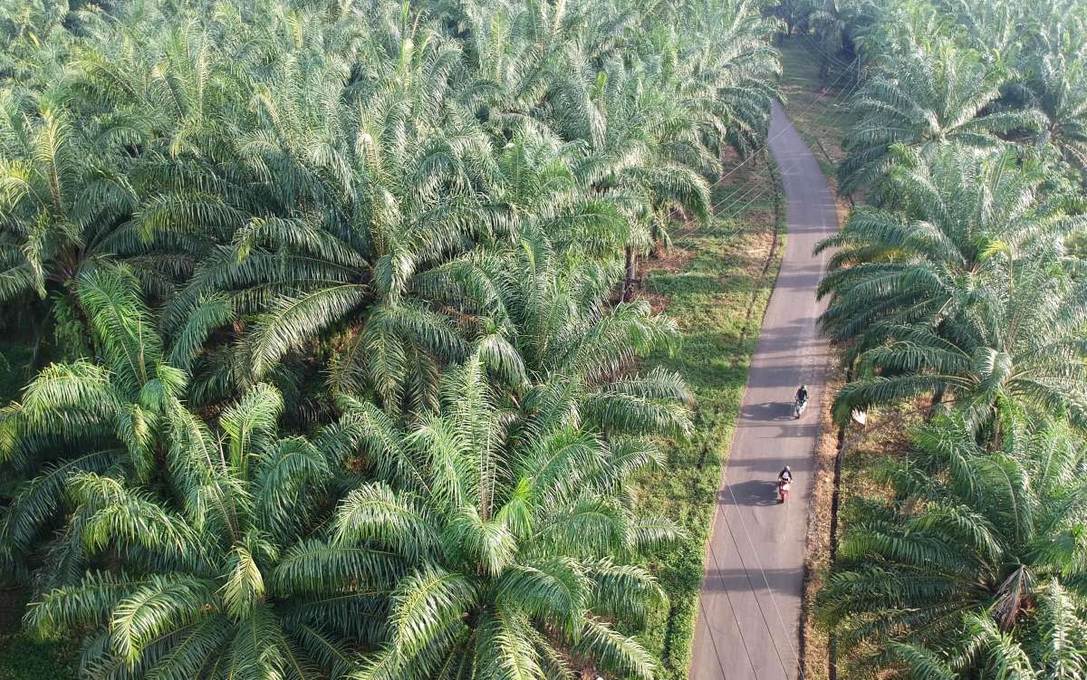 Indonesia Export Ban Will Not Include Crude Palm Oil