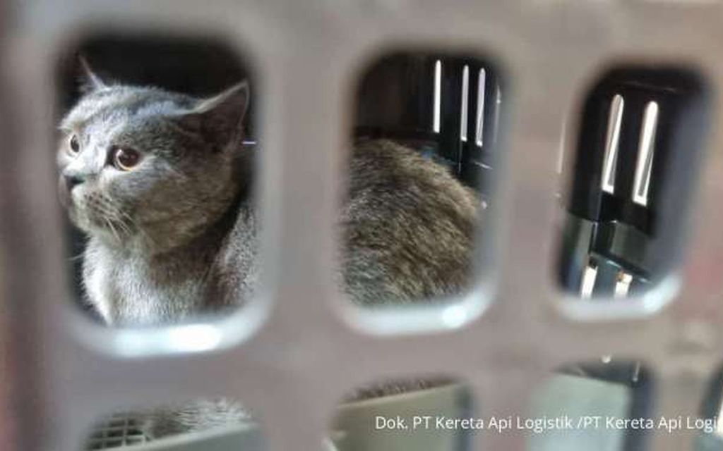  Memasuki Arus Mudik Lebaran, Pengiriman Hewan Peliharaan Via KAI Logistik Meningkat 